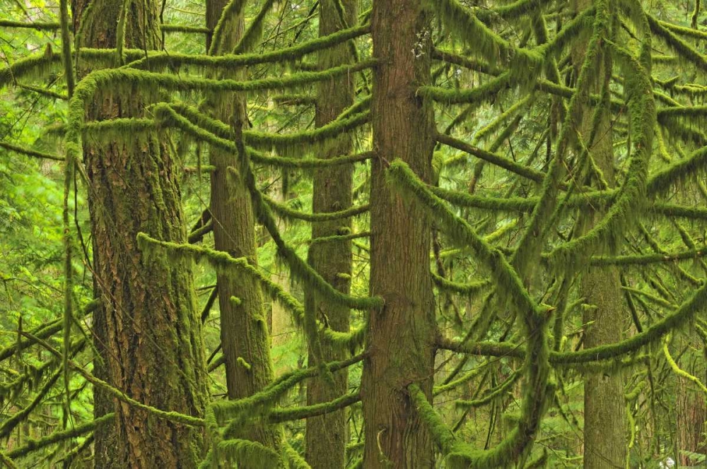 Canada, BC ,Mossy trees in Cathedral Grove art print by Mike Grandmaison for $57.95 CAD